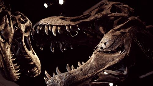 【夏休み 恐竜と古代生物SP】真相解明・恐竜絶滅の科.....